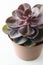 Pink Succulent Isolated Echeveria Dusty Rose. Close up rose succulent