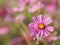 Pink Sulfur Cosmos, Mexican Aster flowers are blooming beautifully in the garden, blurred of nature background