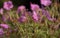 Pink summer flowers; Cranesbill Geraniums, Wargrave Pink, Geranium endressii, blooming in Shropshire, England