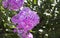 Pink summer phlox, Panicled phlox. Flowers in the garden. Idea for cards, congratulations, invitations, posters and birthday