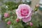 Pink summer rose with buds