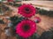 Pink Sunflower in flower garden from Cameron Highlands, Malaysia