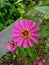 Pink sunflowers in the garden