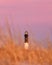 Pink sunset above a lighthouse. Selective focus, copy space