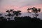 Pink sunset in Africa. Silhouttes of trees.