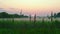 Pink sunset rural landscape. Countryside green meadow scene. White fog above land summer morning or evening. Green grass