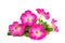 Pink surfinia flowers