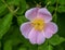 Pink swamp rose with yellow center macro