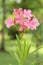 Pink Sweet Oleander flower