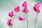 Pink sweet pea flowers (Lathyrus odoratus)