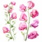 Pink Sweet Pea Plants: Lively Illustrations Of Graceful Sculptures