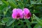 Pink sweet peas against green leaves