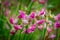 Pink sweet peas with early morning dew drops still clinging