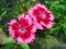 Pink sweet william