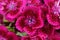 Pink Sweet William Flowers with Water Drops