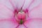 Pink symmetric flower