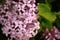 Pink syringa