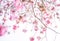 Pink tabebuia floral background