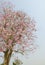 Pink Tabebuia flower blossom