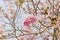 Pink Tabebuia flower blossom