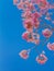 Pink tabebuia flowers blooming against blue sky