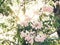 pink Tabebuia Rosea with foliage bokeh