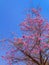 Pink tabebuia tree blooming against blue sky