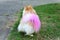 The pink tail of the dwarf German Spitz dog with pink tail under the grass