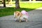 A pink-tailed dwarf German Spitz dog walking through the park