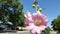 Pink tall and beautiful hollyhocks