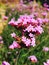 Pink Tall verbena