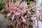 Pink Tamarisk flowers close up