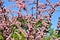 Pink tamarix bush in the garden.