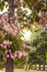 Pink tecoma flower tree or Tabebuia rosea or Pink trumpet tree blooming