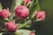 Pink tender blossoms of blossoming spring apple-tree