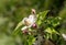 Pink tender blossoms of blossoming spring apple-tree/ Spring orchard