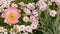 Pink tender daisy flower blossom, delicate marguerite. Natural botanical close up background. Wildflower bloom in spring