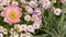 Pink tender daisy flower blossom, delicate marguerite. Natural botanical close up background. Wildflower bloom in spring