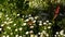 Pink tender daisy flower blossom, delicate marguerite. Natural botanical close up background. Wildflower bloom in spring