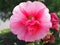 Pink terry hollyhock blossoms. Terry mallow in garden. Terry pink mallow growing