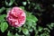 Pink terry rose blooming on green bush, petals close up detail, soft blurry bokeh background