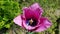 Pink terry tulip flower closeup on blurred background of flowerbed. Lilac pink tulip petals with terry edges.