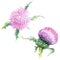 Pink thistle floral botanical flowers. Watercolor background illustration set. Isolated thistle illustration element.