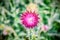 Pink thistle flower