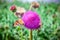 Pink thistle flower