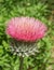 Pink Thistle Flower