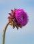 A pink thistle flower stands alone in a Pennsylvania meadow