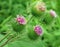 Pink Thistle Flowers Getting Ready to Bloom Surrounded by Greenery