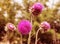 Pink thistle flowers in wild herbal medicine Silybum marianum, milk thistle, Cardus marianus, Mediterranean milk cardus marianus