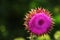 Pink thistle flowers in wild herbal medicine Silybum marianum, milk thistle, Cardus marianus, Mediterranean milk cardus marianus